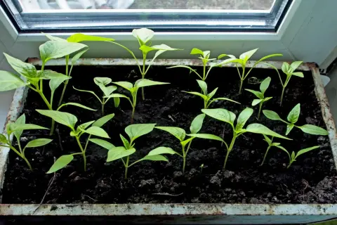Jeunes plants de poivrons dans un bac sur un rebord de fenêtre, signe d'un bon temps de germination poivron.