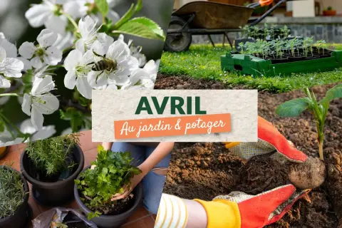 Tableau des périodes de semis et de récolte de légumes, avec des indications pour semis sous abri, en place et en pépinière.