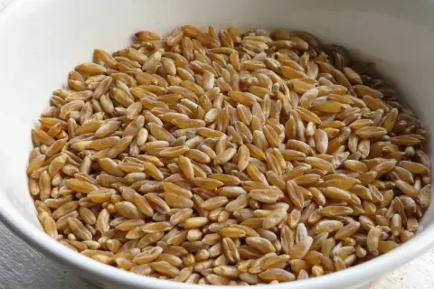 Grains de kamut dorés dans un bol blanc, prêts à être transformés en farine. Découvrez les bienfaits de la farine de kamut pour une alimentation saine.