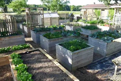 Un jardin avec plusieurs potagers surélevés en bois, plantés de légumes verts comme de la laitue et du chou. Idéal pour fabriquer potager surélevé.