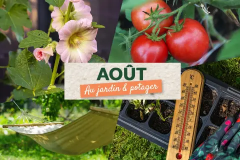 Collage montrant des fleurs de mauve, des tomates mûres, un hamac, un plateau de semis et un thermomètre. Idéal pour savoir quoi semer en août-septembre au jardin.