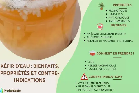 Kéfir d'eau : ses bienfaits pour la digestion, l'humeur et le microbiote. Il est riche en probiotiques et antioxydants.