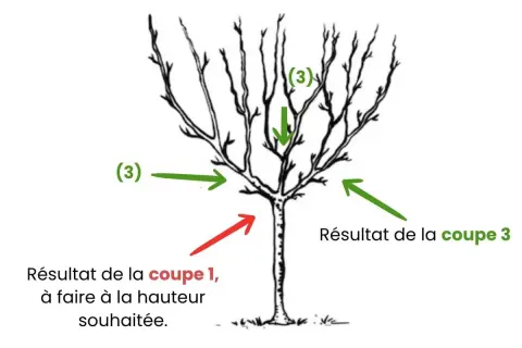 Illustration montrant la taille d'un cerisier. Des flèches indiquent les coupes à effectuer pour un bon développement.