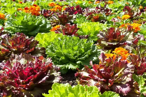 Un parterre de choux d'ornement aux teintes vertes, rouges et pourpres, mêlés à des fleurs orange. Ces plantes, souvent confondues avec des salades, expliquent pourquoi les salades montent en fleur.