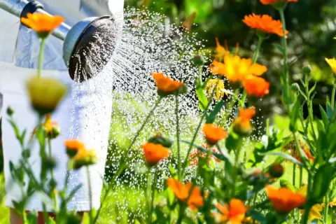 Arrosage de fleurs orangées et jaunes par une personne en pantalon blanc. La question "faut-il arroser en ce moment ?" se pose face à ce beau jardin.
