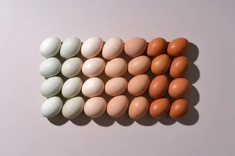 Rangées d'œufs de différentes couleurs, du blanc au brun. Les oeufs bio sont-ils meilleurs ? La variété suggère une diversité d'origine.