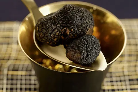 Deux truffes noires, la truffe la plus chère, reposent sur une cuillère dorée au-dessus d'un bol.