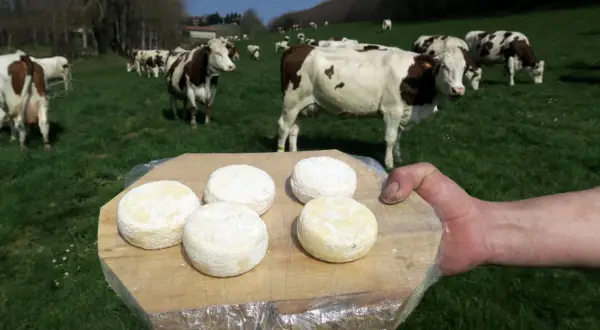 Cinq fromages de Saint-Marcellin, prêts à être dégustés, sur une planche en bois, avec des vaches en arrière-plan dans un pré verdoyant.