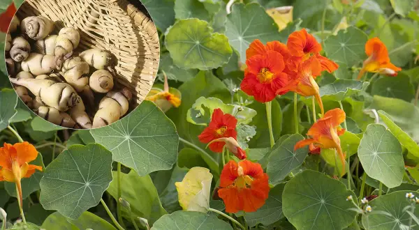 Des racines de capucines dans un panier, prêtes à être plantées. Quand semer les capucines pour profiter de leurs fleurs éclatantes et de leurs tubercules comestibles.