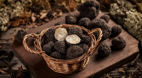 Un panier rempli de truffes noires, certaines coupées révélant leur chair pâle. Un délice de la saison des truffes noires.