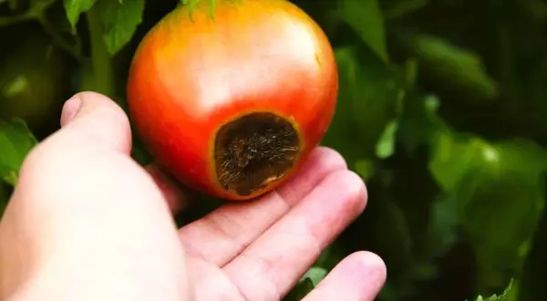 Main d'une personne tenant une tomate rouge présentant une tache noire à son extrémité, signe de la maladie cul noir tomate.