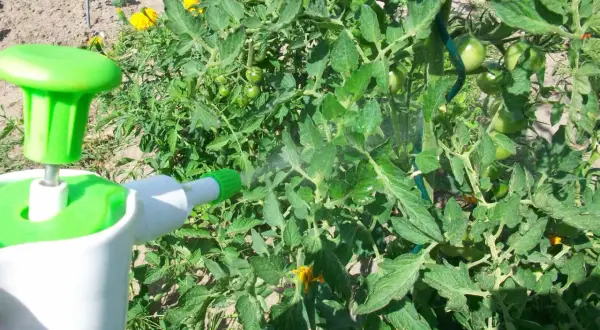 Un pulvérisateur diffuse une fine brume sur des plants de tomates verts, suggérant un traitement au bicarbonate de soude au pied des tomates pour les protéger.
