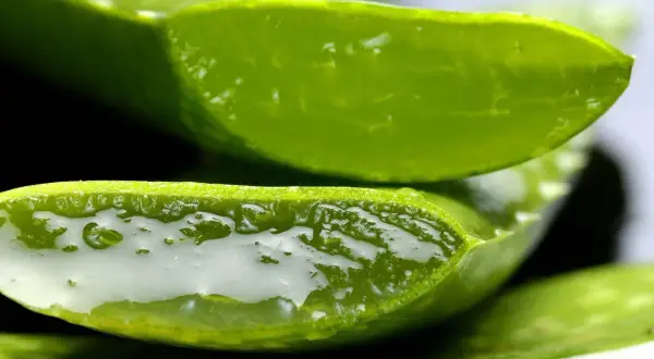 Tranches d'aloe vera comestible, révélant leur gel translucide et rafraîchissant.