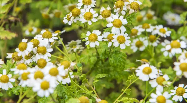 Un champ de plant de camomille en pleine floraison, avec des fleurs blanches et jaunes éclatantes.