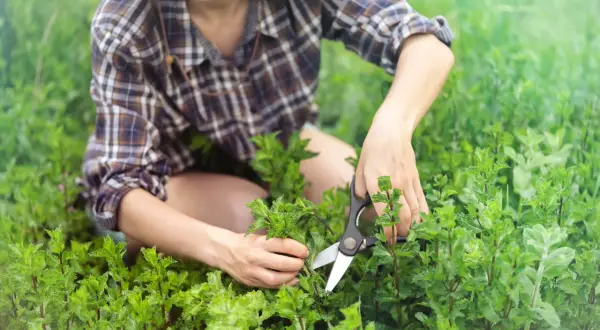 Une personne coupe de la menthe fraîche avec des ciseaux. C'est une excellente façon de récolter pour savoir avec quoi planter la menthe.