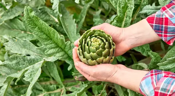 Mains tenant un bel artichaut vert, prêt à être cueilli. Le moment idéal pour savoir quand cueillir les artichauts.