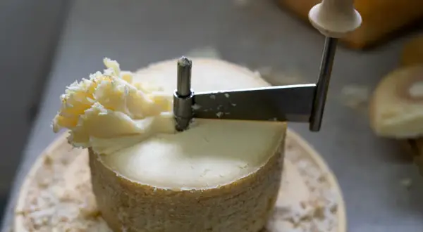 Un fromage Tête de Moine d'origine suisse est coupé en rosaces avec une girolle, révélant sa texture délicate.