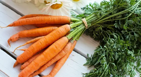 Un bouquet de carottes fraîches, prêtes à être cuisinées, évoque la culture carotte et la douceur des champs.