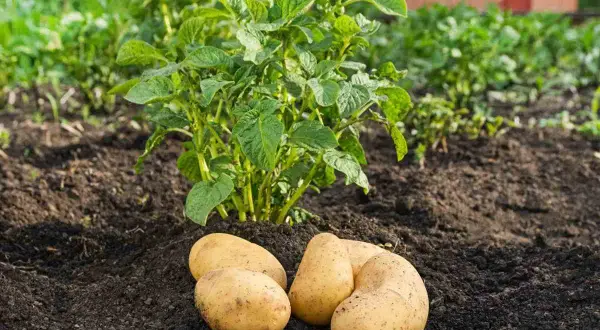 Quatre pommes de terre fraîchement récoltées reposent sur la terre, à côté d'un plant de pomme de terre en pleine croissance.