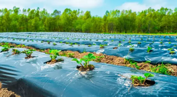 Champ de jeunes plants de fraises sous film de mulching, une technique pour limiter les mauvaises herbes et protéger les cultures.