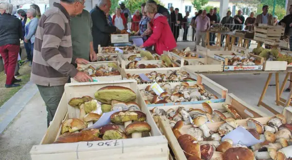 Foule au marché aux cèpes, des paniers débordent de champignons. Des acheteurs examinent les trouvailles de la forêt.