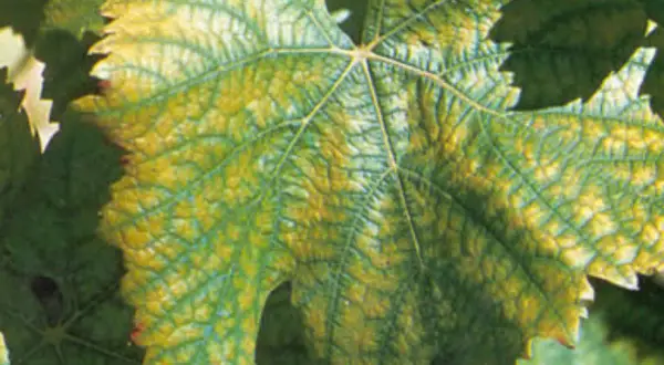 Feuille de vigne présentant des zones jaunies entre les nervures, signe d'une carence azote vigne.