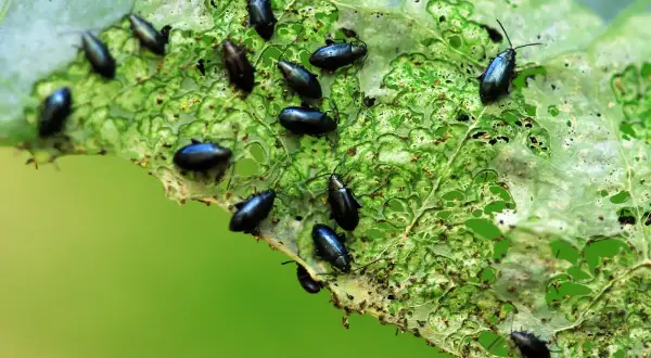 Petites altises noires dévorent une feuille verte. Un traitement naturel est nécessaire pour protéger les cultures.