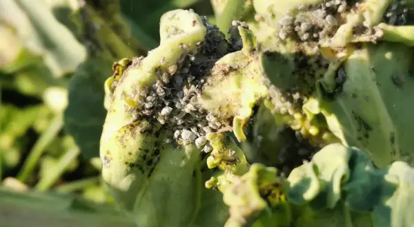 Des pucerons envahissent une plante verte. Le savon noir est une solution naturelle pour lutter contre ces nuisibles.