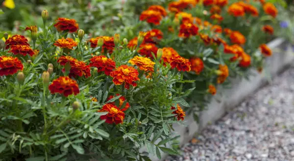 Des oeillets d'inde aux couleurs vives illuminent le potager, leurs pétales orangés et rouges contrastant avec le feuillage vert.