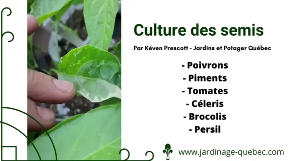 Gros plan sur des semis de poivrons, montrant l'évolution des jeunes plants. Le texte indique "Culture des semis" et liste plusieurs légumes.