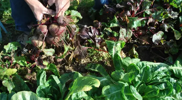 Mains récoltant des betteraves rouges. On se demande jusqu'à quand peut on planter des betteraves pour une récolte tardive.