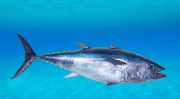 Thon bleu nageant dans l'océan, le poisson le plus cher au kilo, pris dans sa splendeur bleue et argentée.