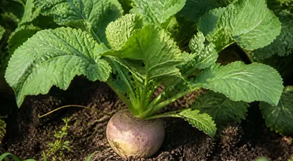 Un rutabaga à moitié déterré, ses feuilles vertes luxuriantes s'étendant sur la terre sombre. La culture du rutabaga est une tradition ancestrale.