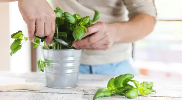 Un homme coupe du basilic frais dans un pot en métal. Le basilic repousse t il l'année suivante ? Oui, avec un peu de soin.