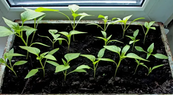 Jeunes plants de poivrons dans un bac sur un rebord de fenêtre, signe d'un bon temps de germination poivron.