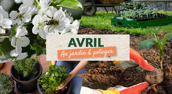 Tableau des périodes de semis et de récolte de légumes, avec des indications pour semis sous abri, en place et en pépinière.