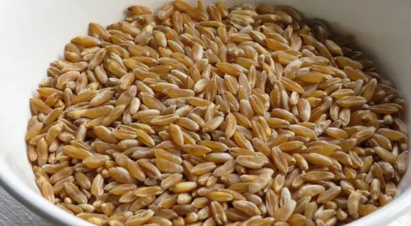 Grains de kamut dorés dans un bol blanc, prêts à être transformés en farine. Découvrez les bienfaits de la farine de kamut pour une alimentation saine.