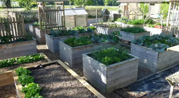 Un jardin avec plusieurs potagers surélevés en bois, plantés de légumes verts comme de la laitue et du chou. Idéal pour fabriquer potager surélevé.