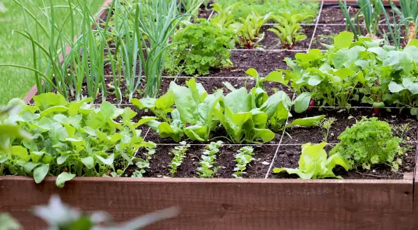 Un potager carré bien organisé, avec des oignons, des épinards, des radis et du persil. Une belle association basilic potager pour des récoltes savoureuses.
