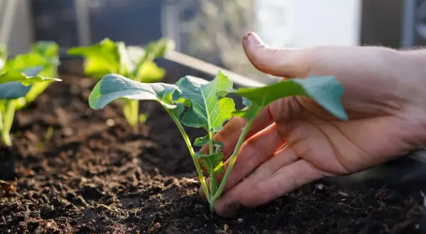 Main tenant d'une jeune pousse de brocoli, prêt à la planter. Une idée de quoi planter en octobre au potager.