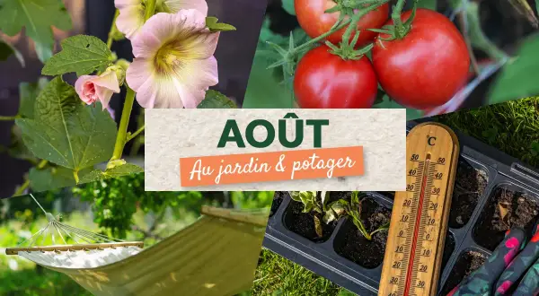 Collage montrant des fleurs de mauve, des tomates mûres, un hamac, un plateau de semis et un thermomètre. Idéal pour savoir quoi semer en août-septembre au jardin.