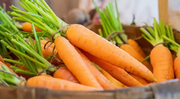 Des carottes fraîches, aux fanes vertes vives, sont présentées dans des caisses en bois. Peut-on manger des carottes molles ? Celles-ci semblent parfaites pour une salade croquante.