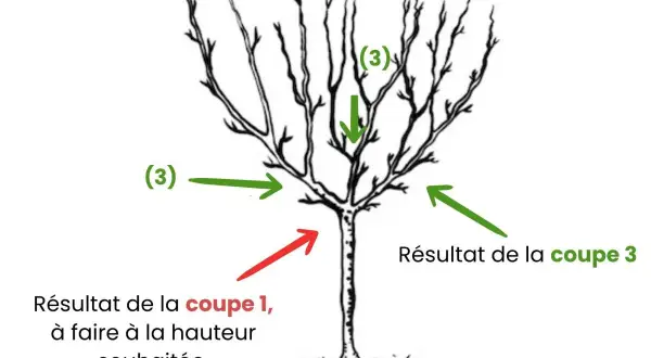 Illustration montrant la taille d'un cerisier. Des flèches indiquent les coupes à effectuer pour un bon développement.