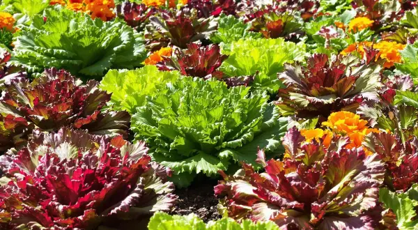 Un parterre de choux d'ornement aux teintes vertes, rouges et pourpres, mêlés à des fleurs orange. Ces plantes, souvent confondues avec des salades, expliquent pourquoi les salades montent en fleur.