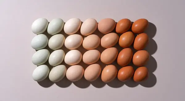 Rangées d'œufs de différentes couleurs, du blanc au brun. Les oeufs bio sont-ils meilleurs ? La variété suggère une diversité d'origine.