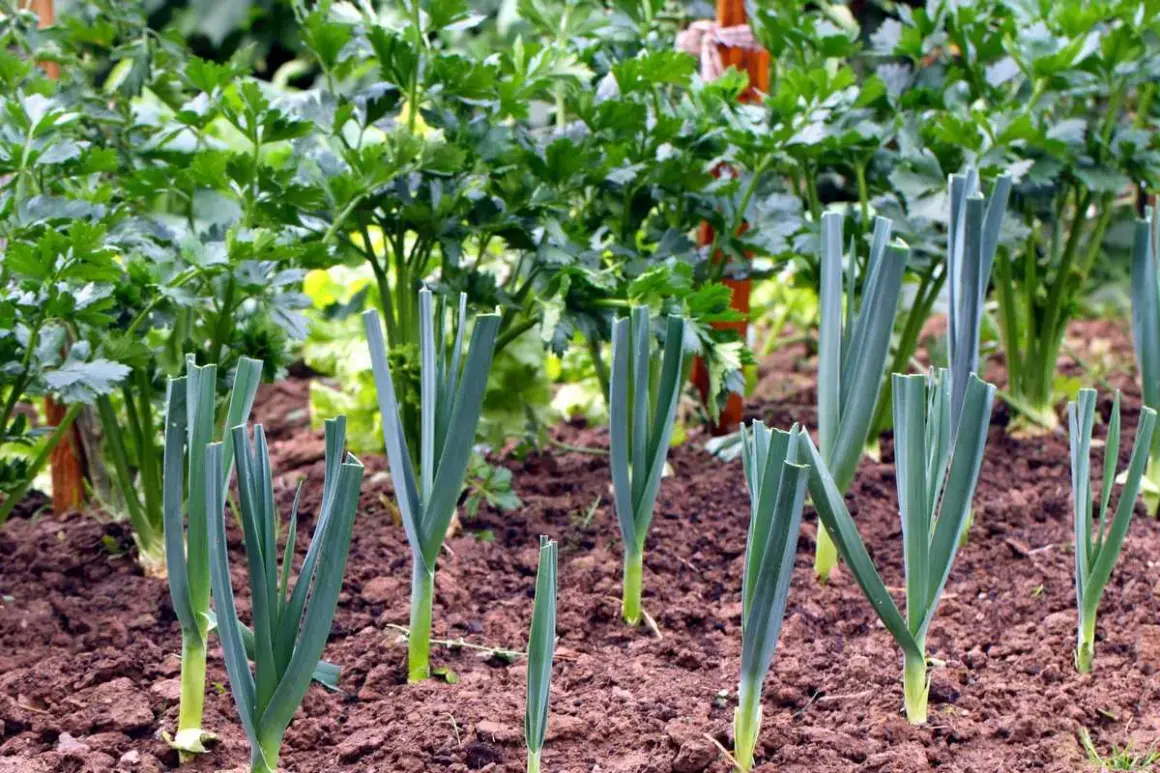 Poireaux fraîchement plantés dans un potager. Le moment idéal quand tailler les poireaux pour favoriser leur croissance.