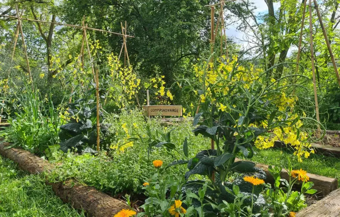 Jardin luxuriant en permaculture, avec des fleurs jaunes et des légumes verts. La signalétique "Compagnonnage" suggère les avantages et inconvénients de l'agriculture biologique.