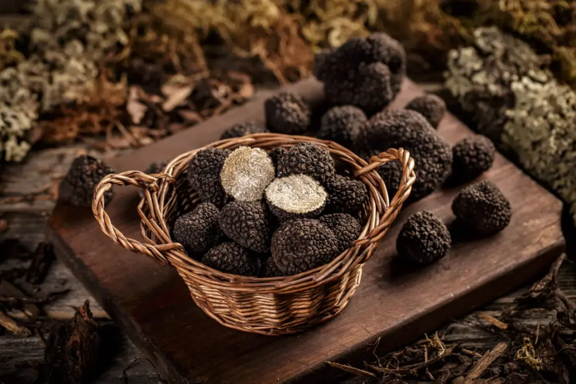 Un panier rempli de truffes noires, certaines coupées révélant leur chair pâle. Un délice de la saison des truffes noires.