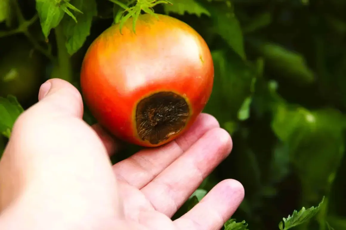 Main d'une personne tenant une tomate rouge présentant une tache noire à son extrémité, signe de la maladie cul noir tomate.