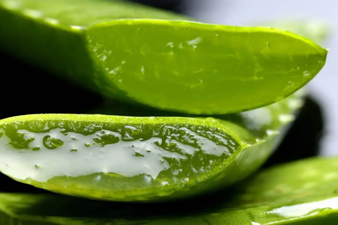 Tranches d'aloe vera comestible, révélant leur gel translucide et rafraîchissant.